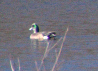 American Wigeon - ML615071883