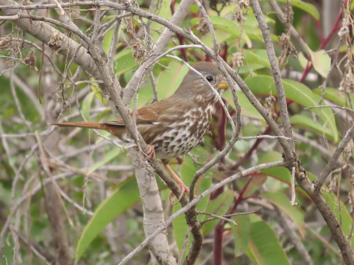 Fox Sparrow - ML615071897