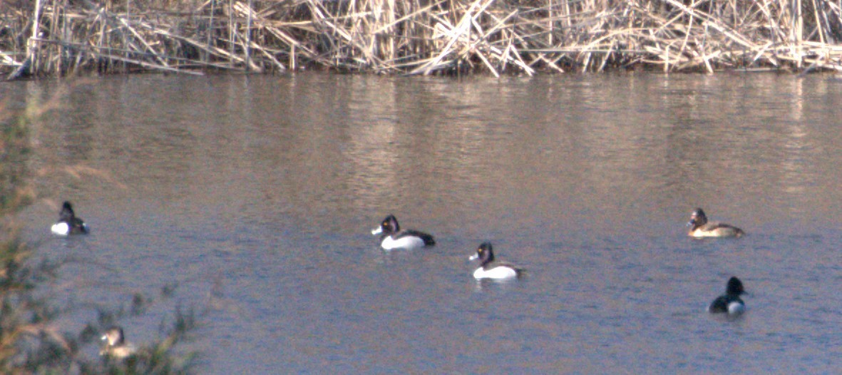 Ring-necked Duck - ML615071898