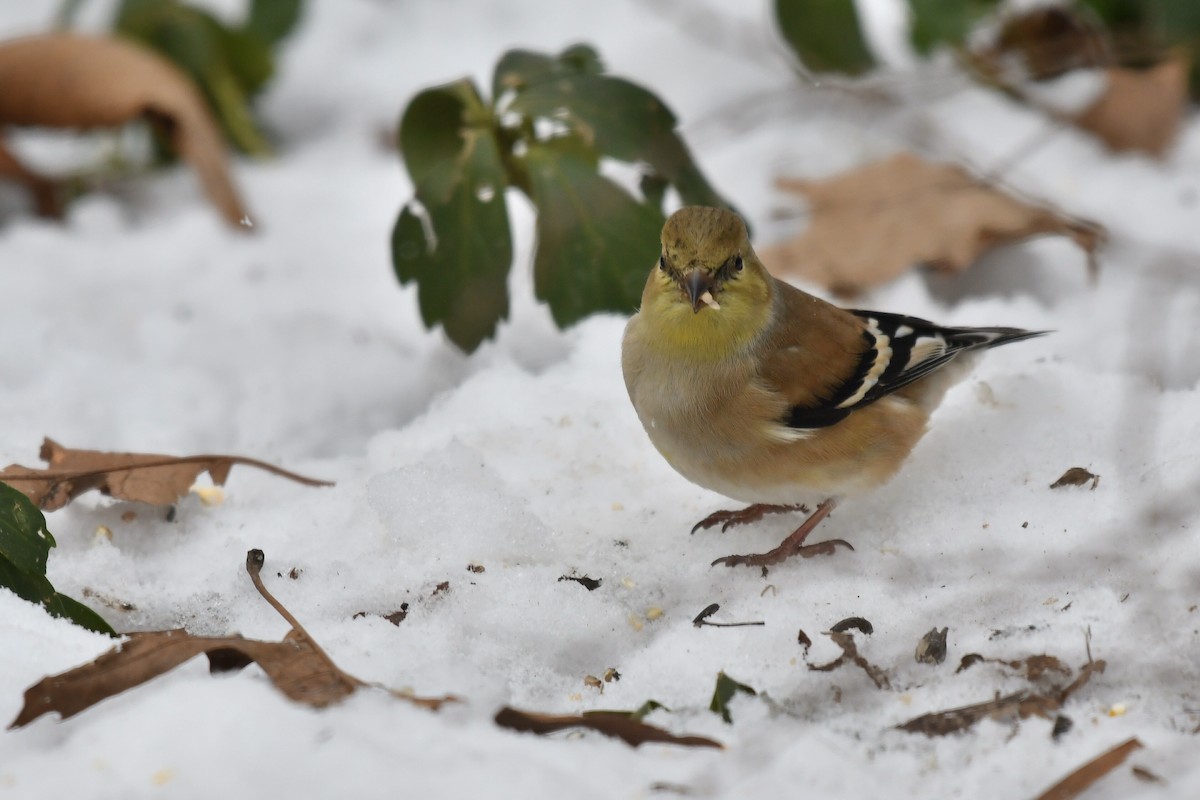 American Goldfinch - ML615071902