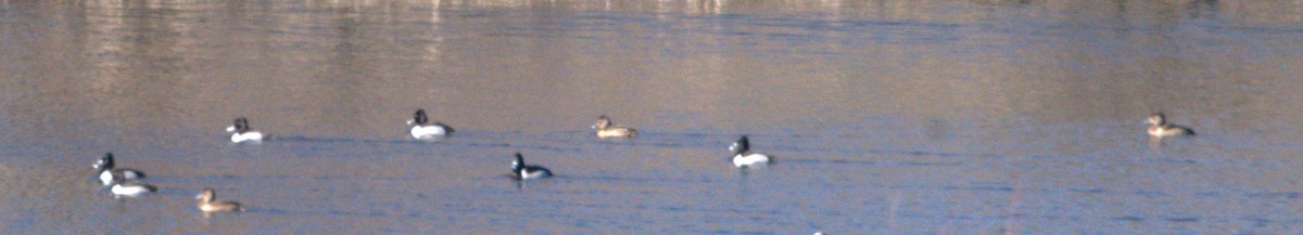 Ring-necked Duck - ML615071903