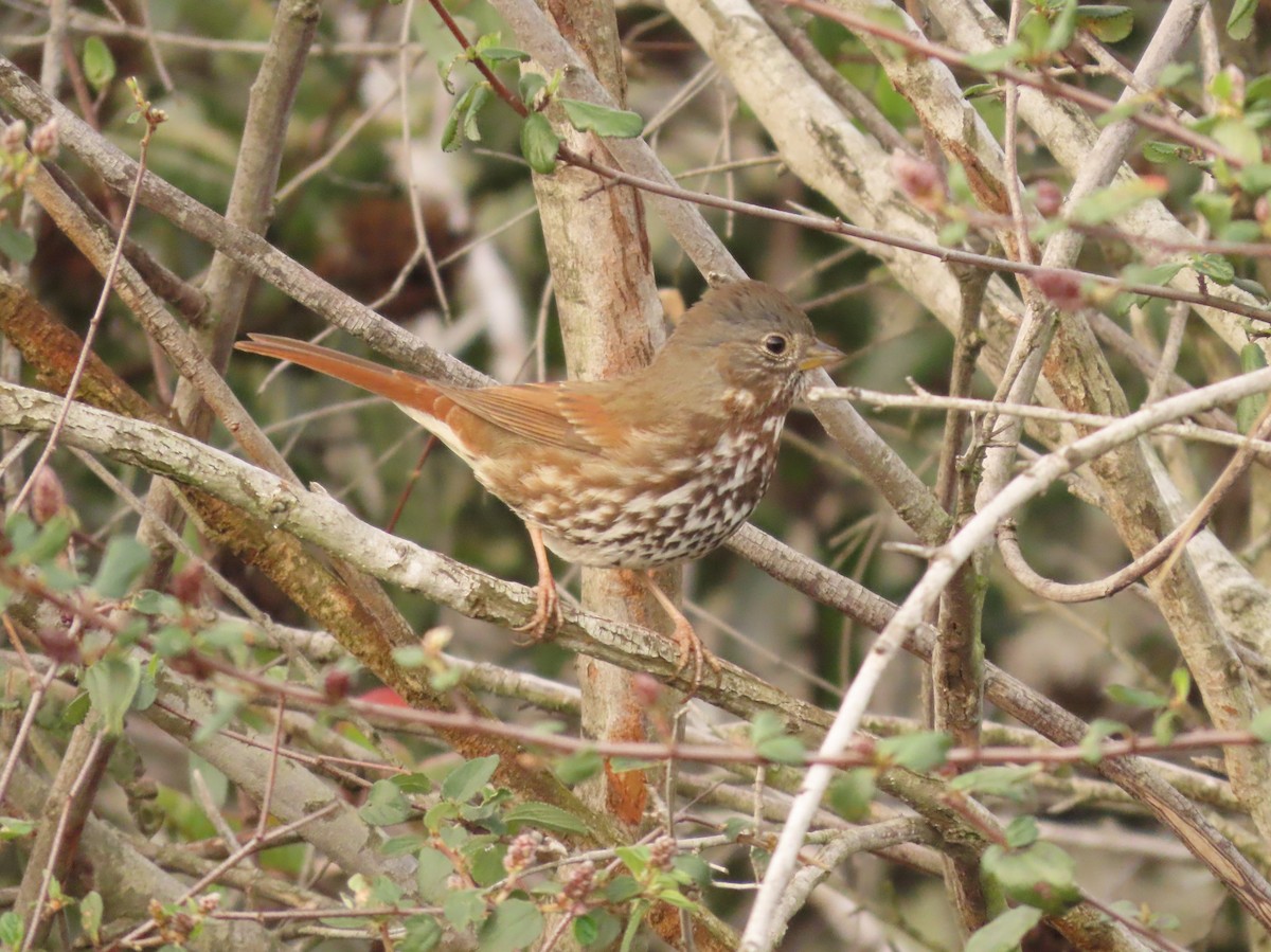 Fox Sparrow - ML615071907