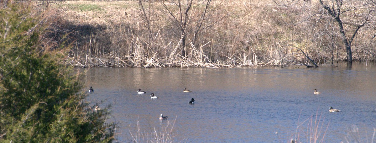 Ring-necked Duck - ML615071908