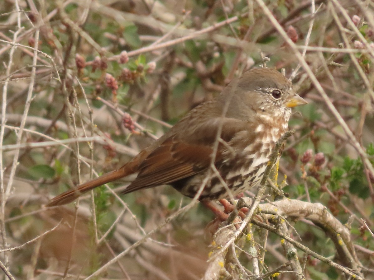 Fox Sparrow - ML615071916