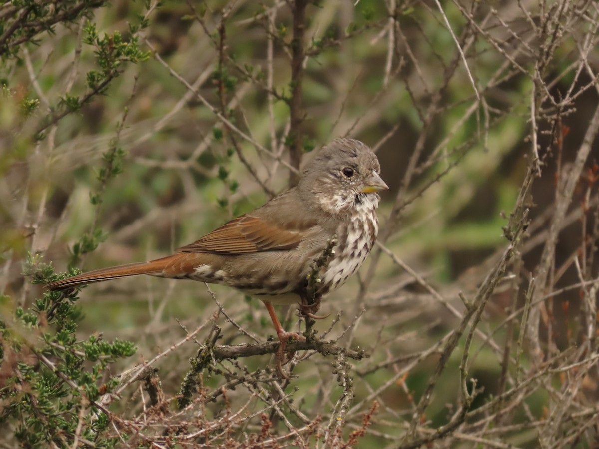 Fox Sparrow - ML615071924