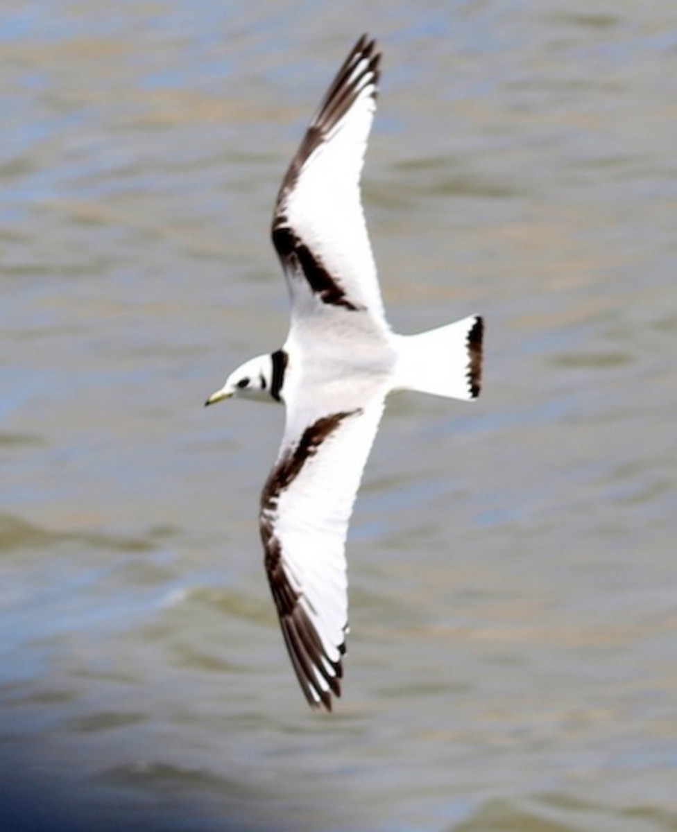 Mouette tridactyle - ML615071959