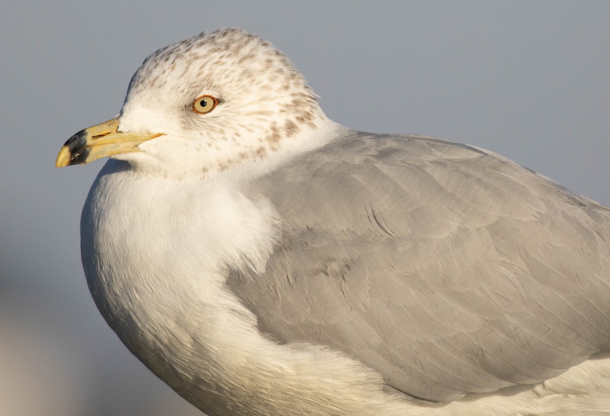 Ring-billed Gull - ML615071988