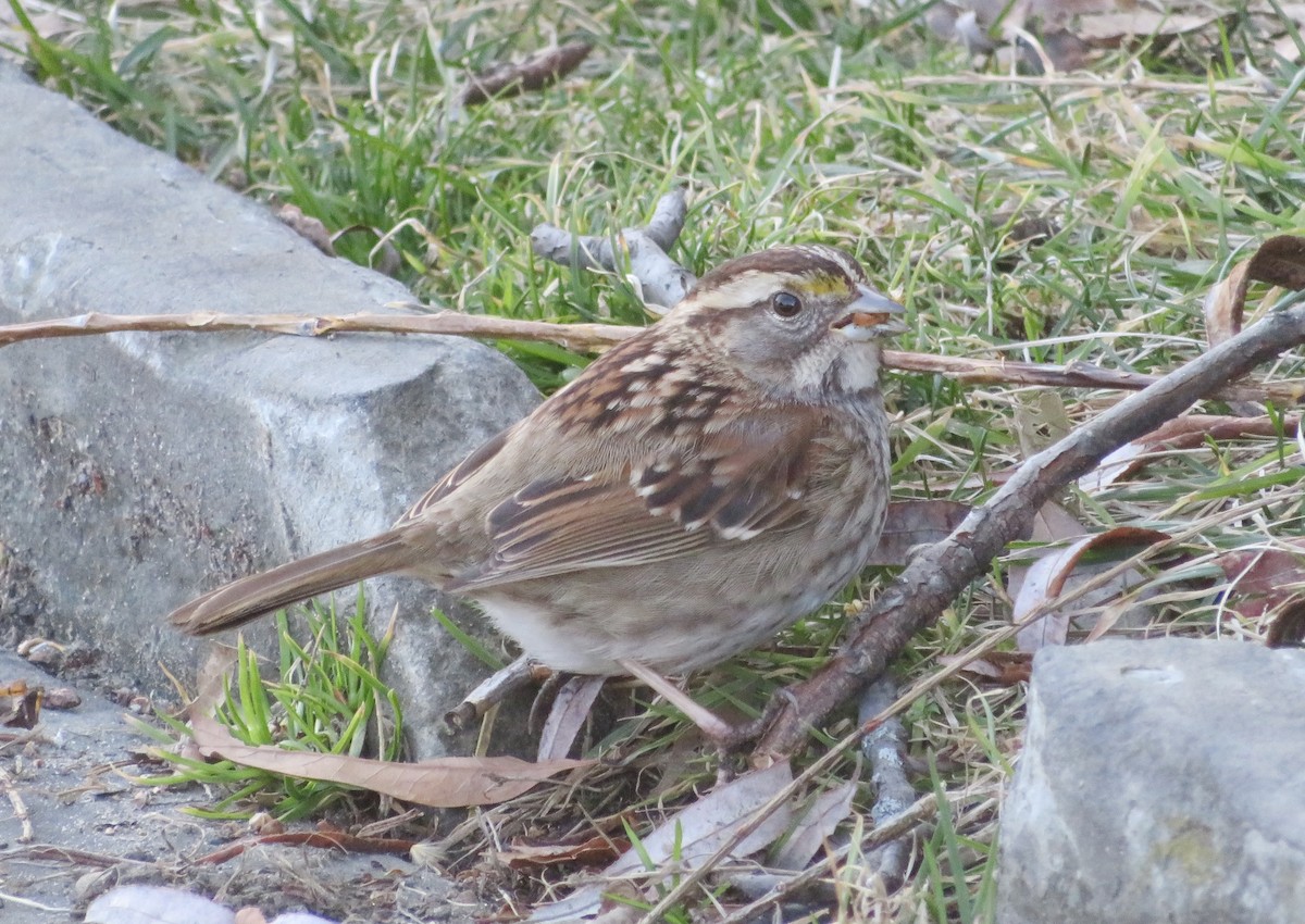 hvitstrupespurv - ML615072000