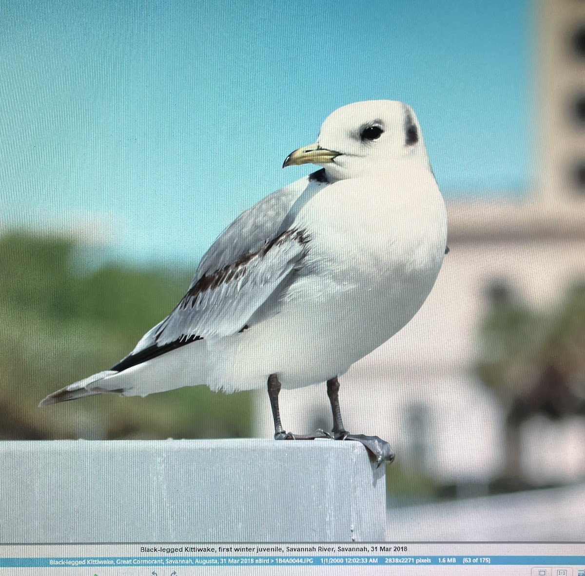 Mouette tridactyle - ML615072031