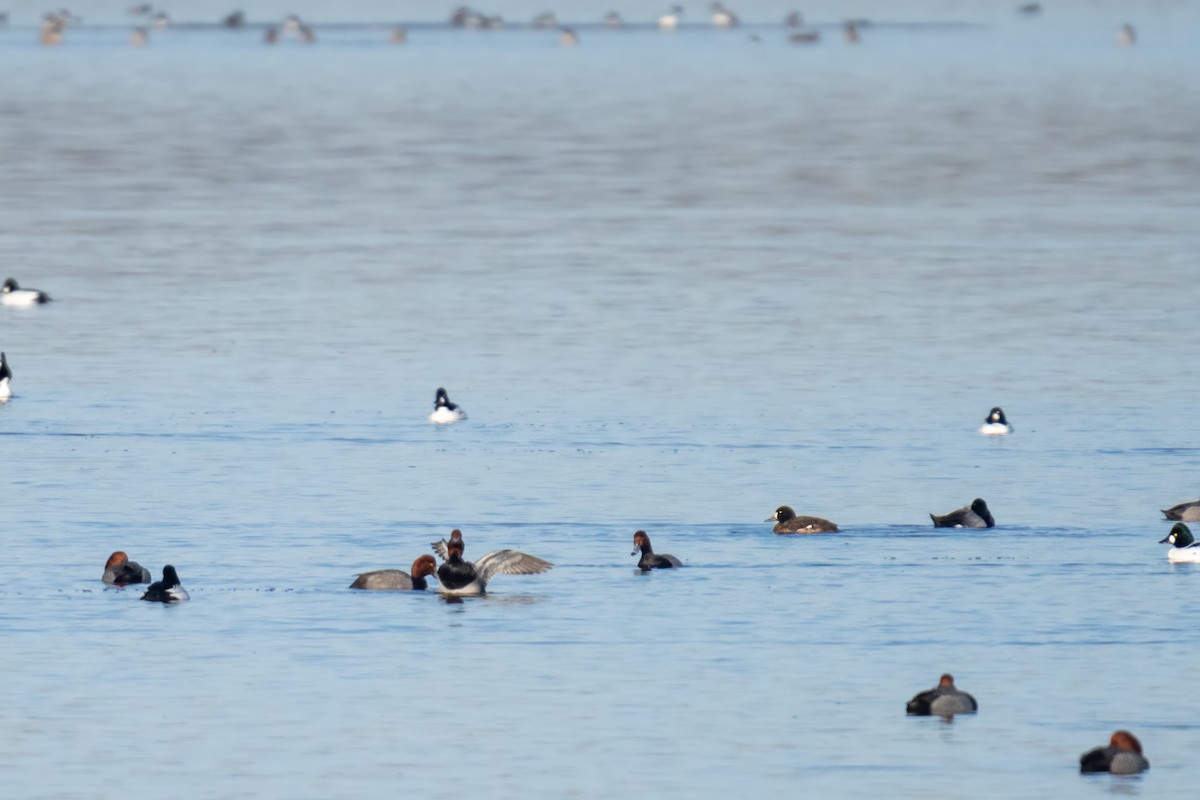 Greater Scaup - ML615072088