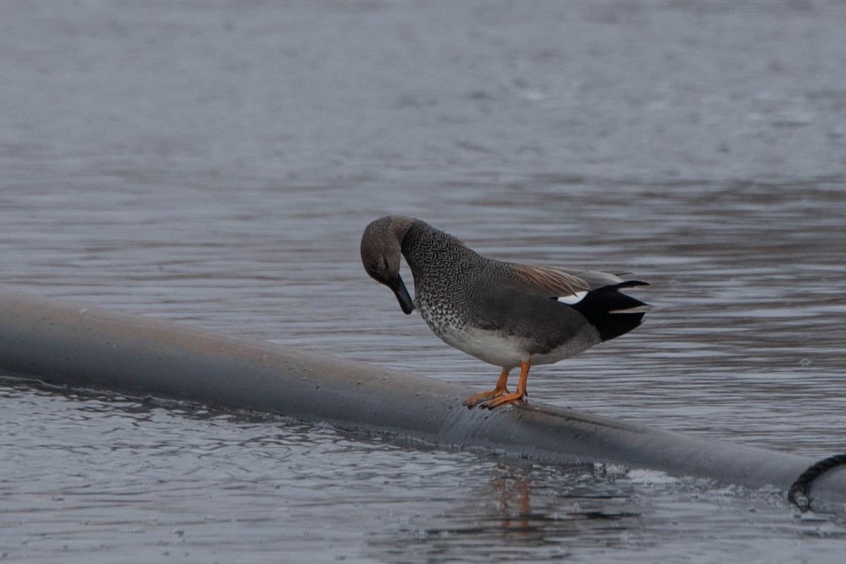 Gadwall - ML615072127