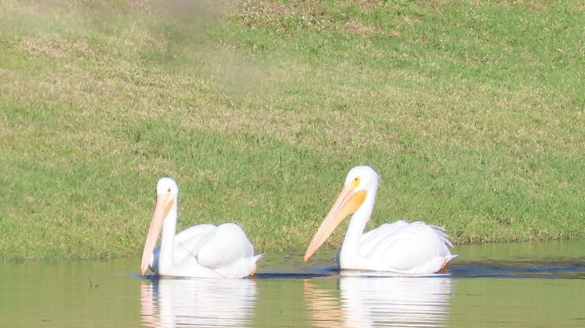 American White Pelican - ML615072170