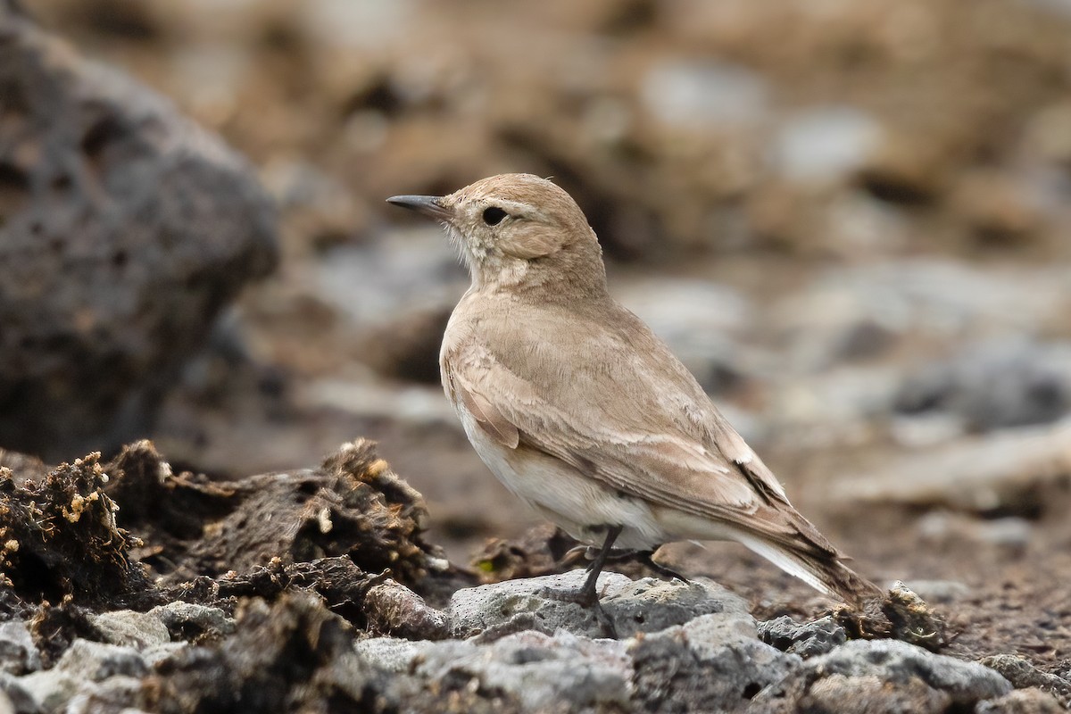 Short-billed Miner - ML615072184