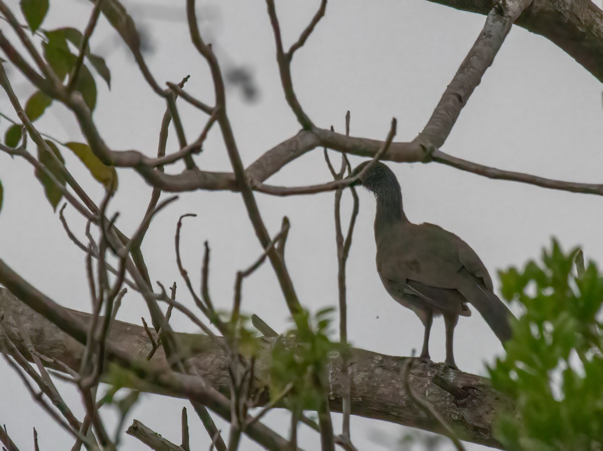 White-bellied Chachalaca - ML615072190