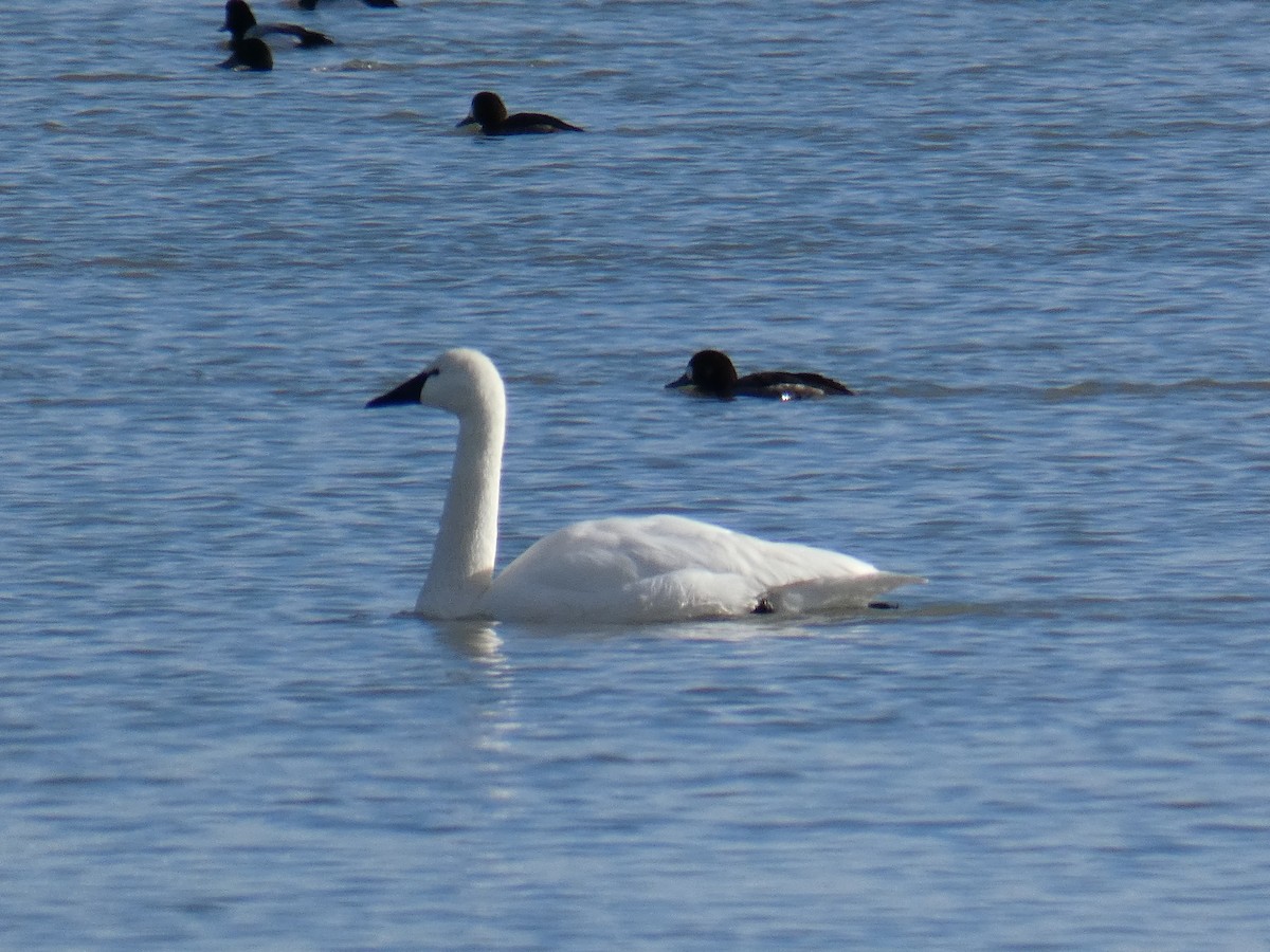 Tundra Swan - ML615072200