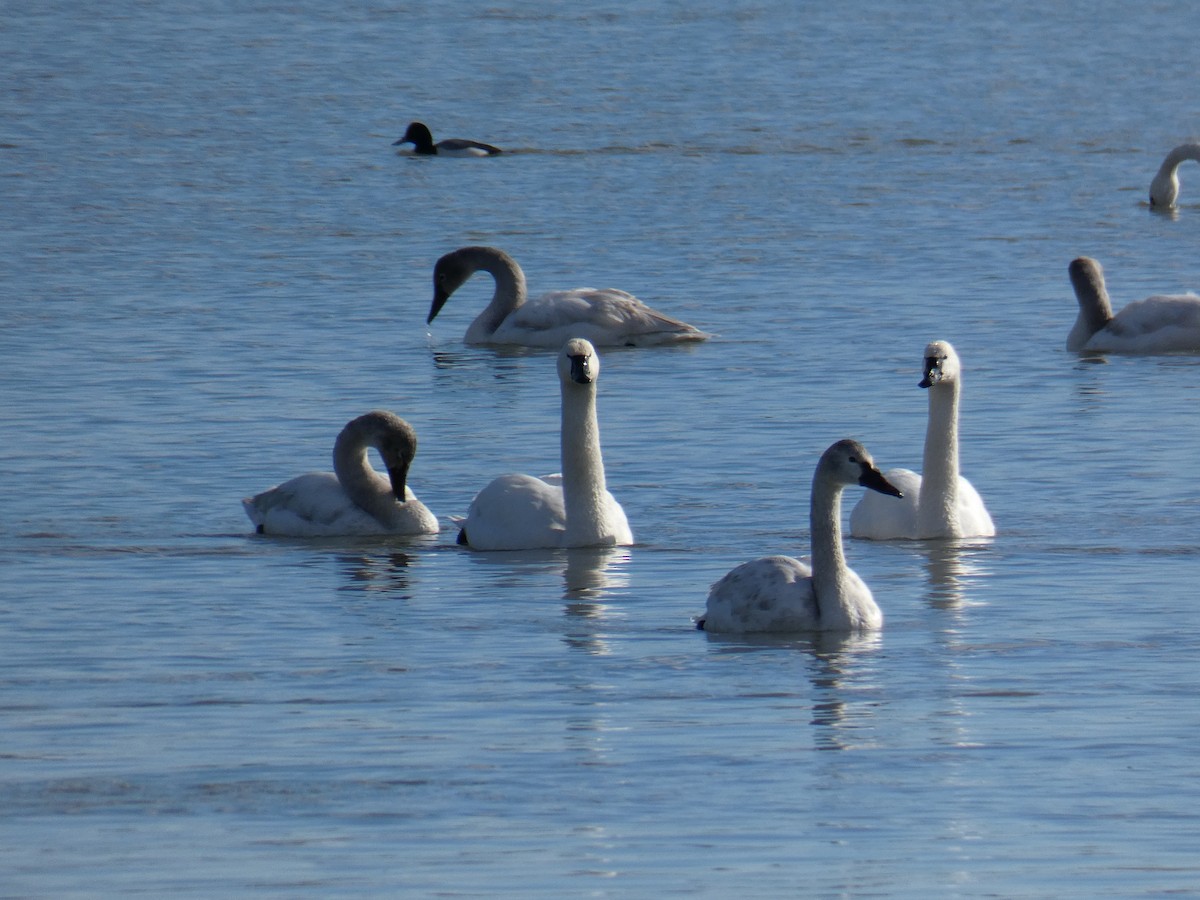 Tundra Swan - ML615072202