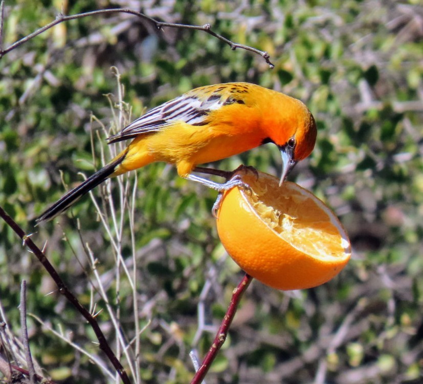 Oriole à dos rayé (groupe pustulatus) - ML615072207