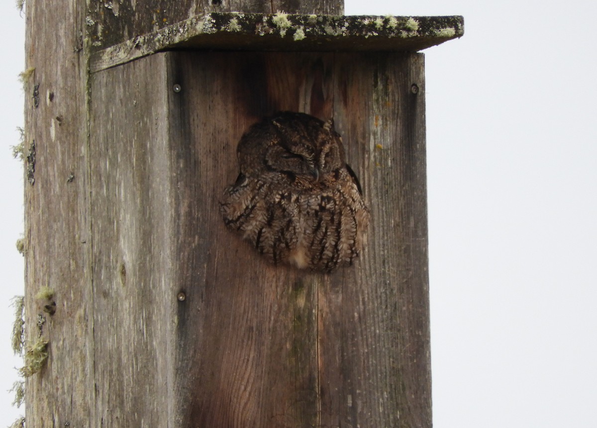 Western Screech-Owl - ML615072219