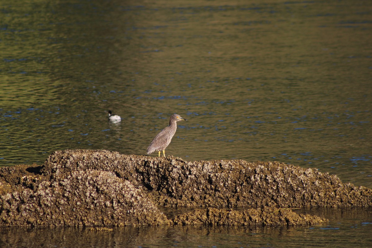 Black-crowned Night Heron - ML615072222