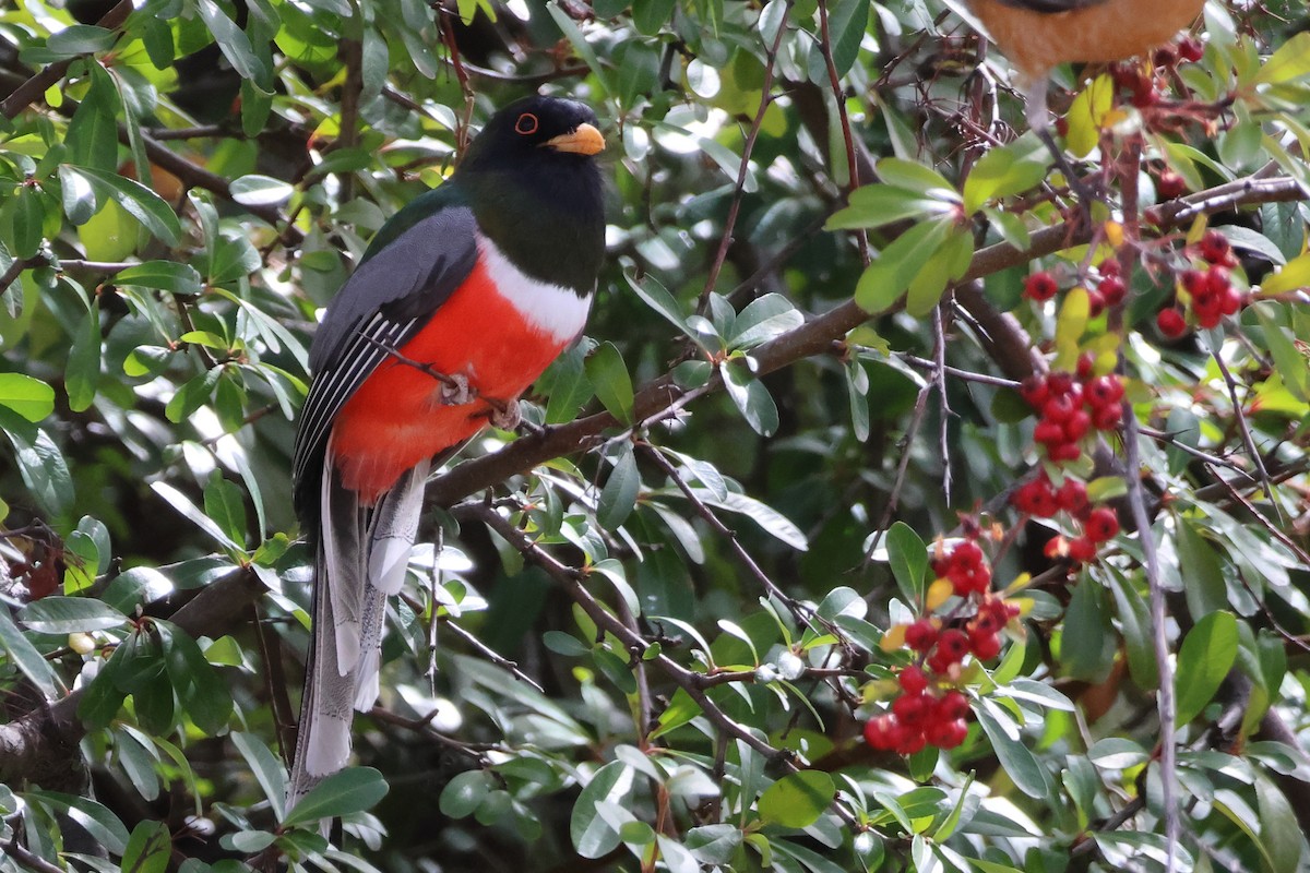 Elegant Trogon - Steven Tracey