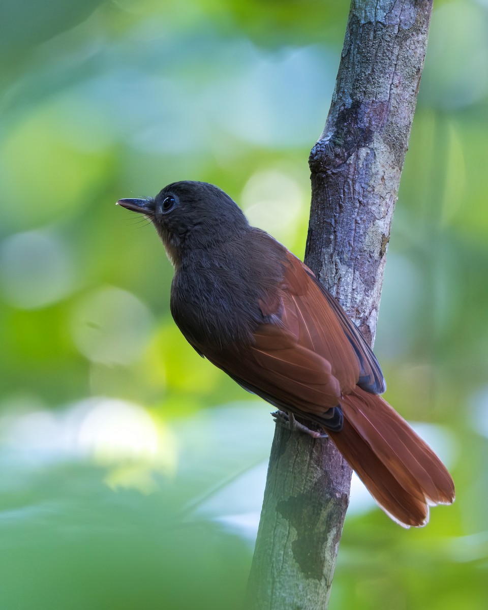 Rufous-winged Philentoma - ML615072243