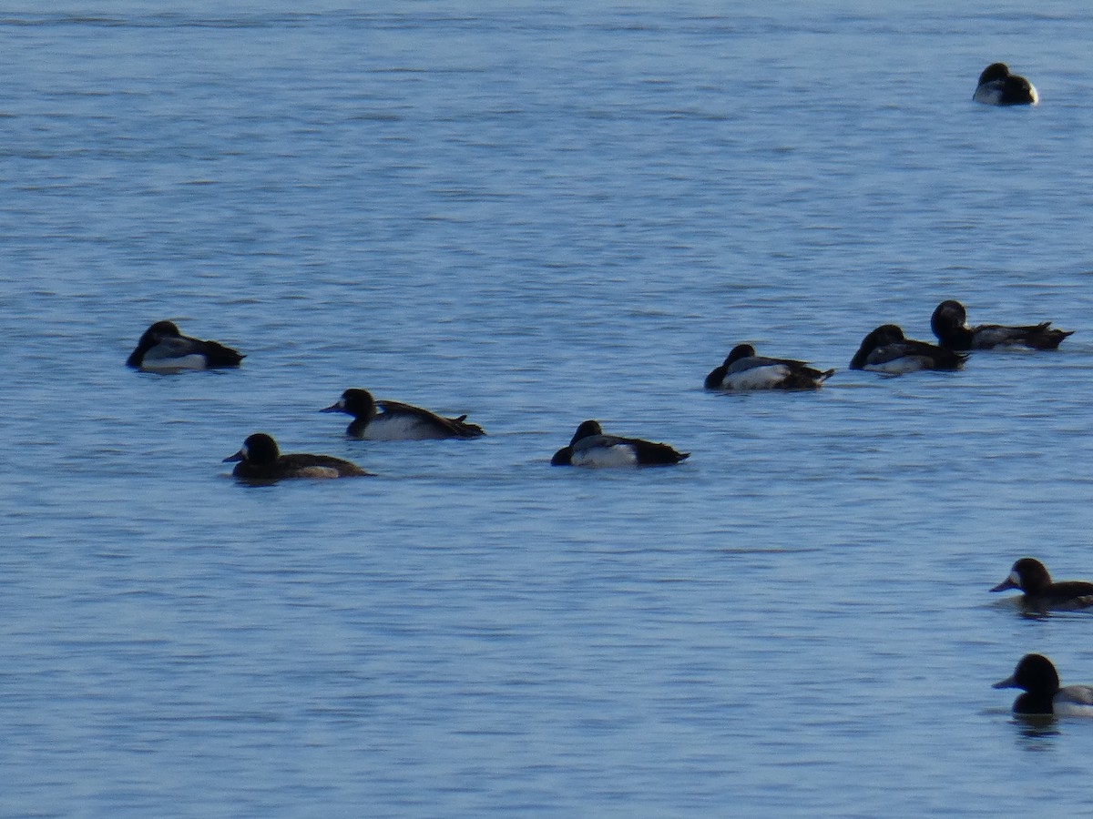 Greater Scaup - ML615072265