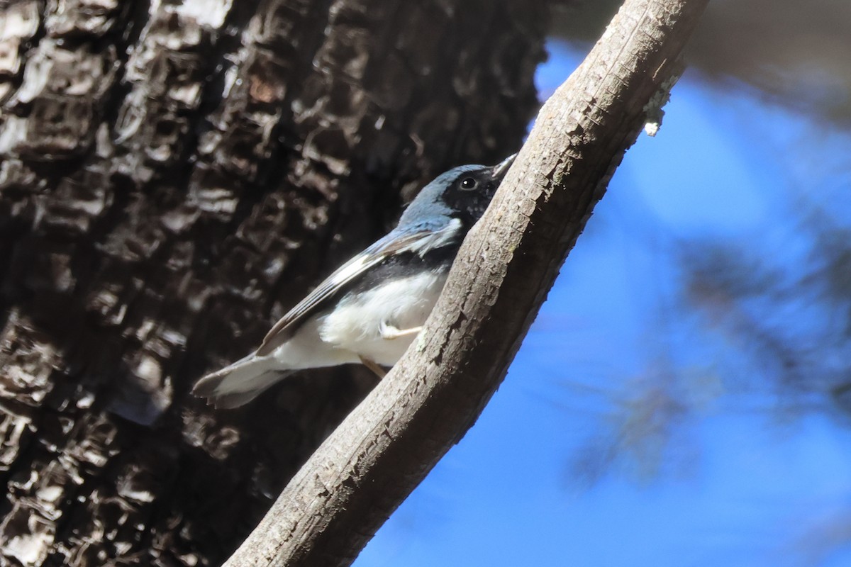 Black-throated Blue Warbler - Steven Tracey