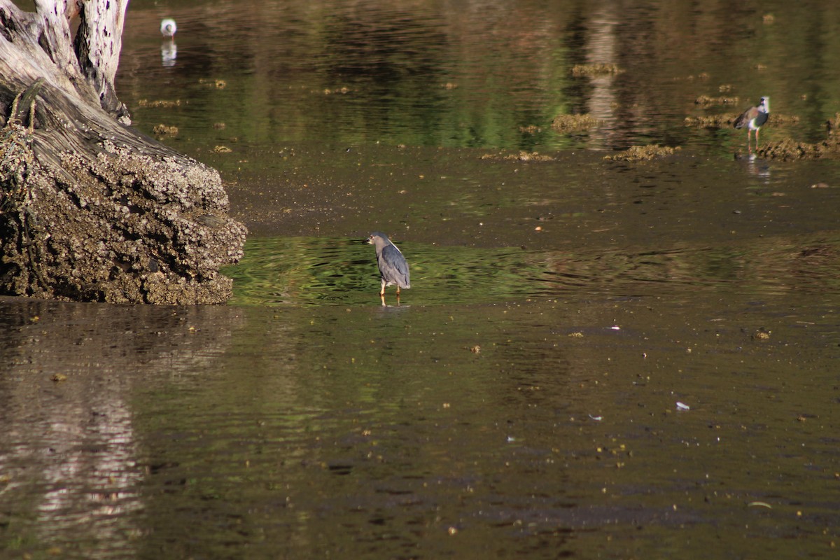 Black-crowned Night Heron - ML615072301