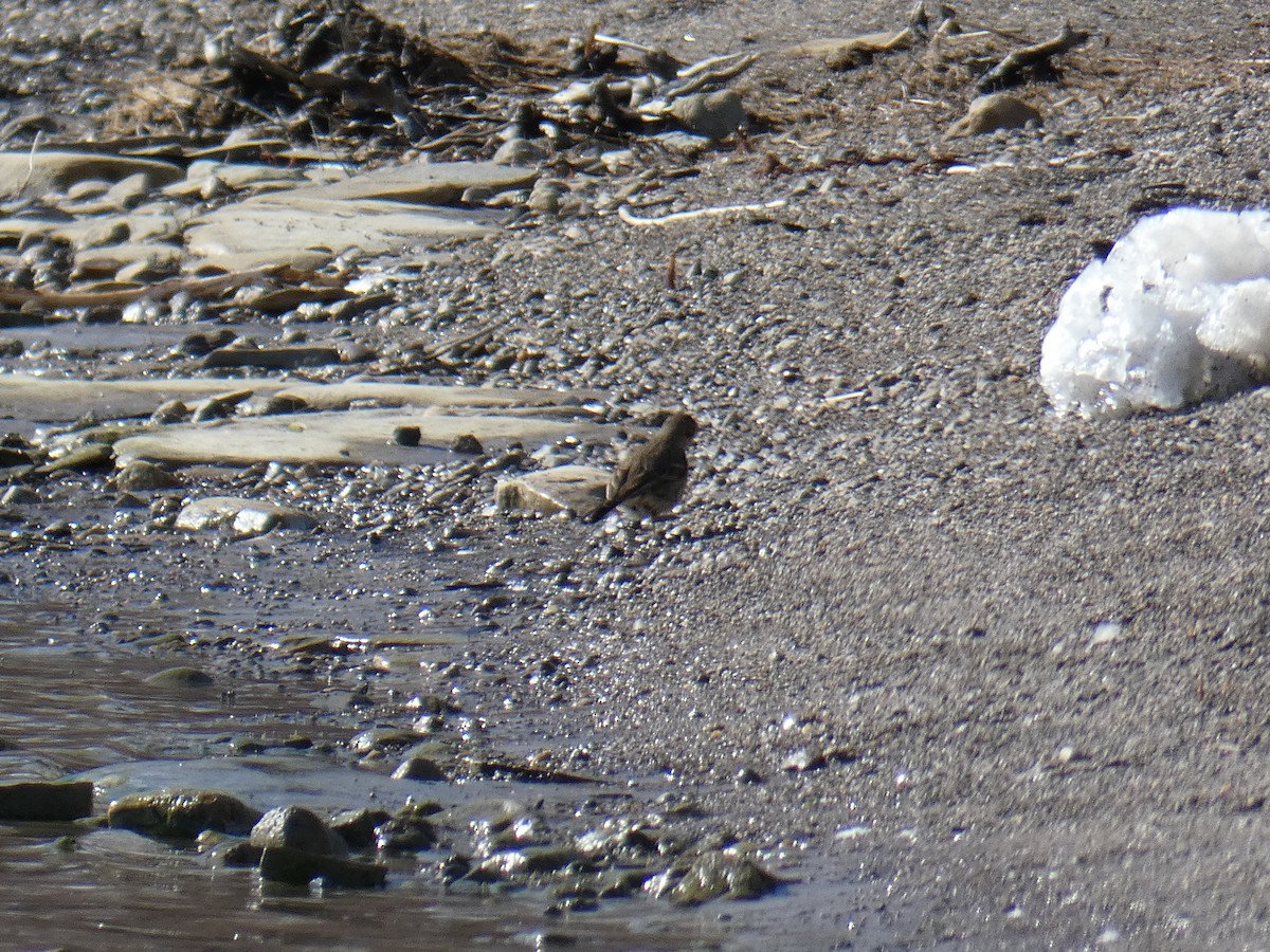 American Pipit - ML615072326