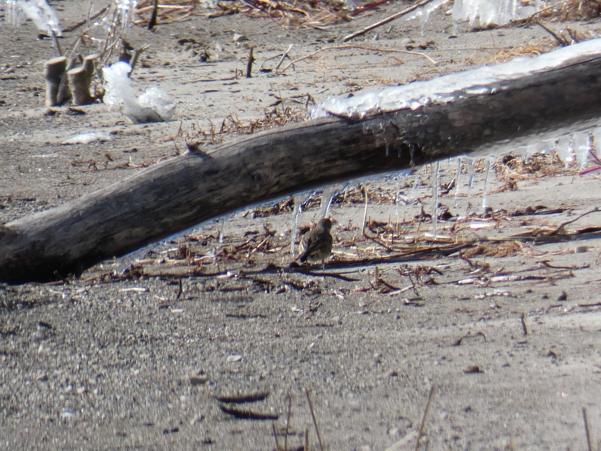 American Pipit - ML615072327