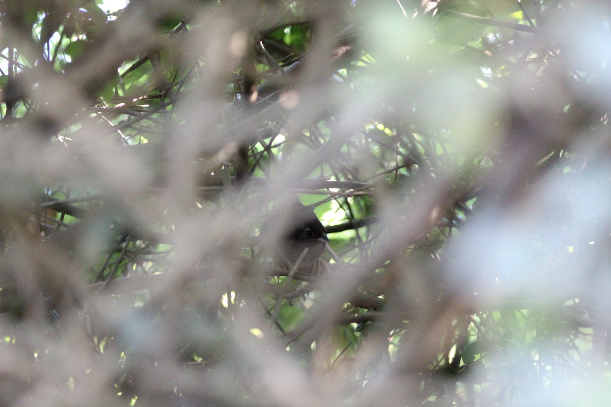 Ochre-flanked Tapaculo - ML615072334