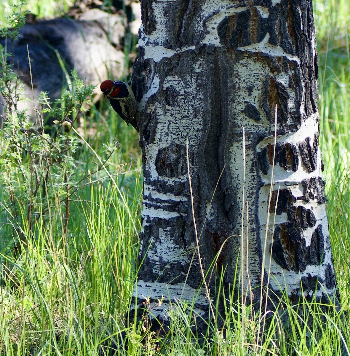 Red-naped Sapsucker - ML615072348