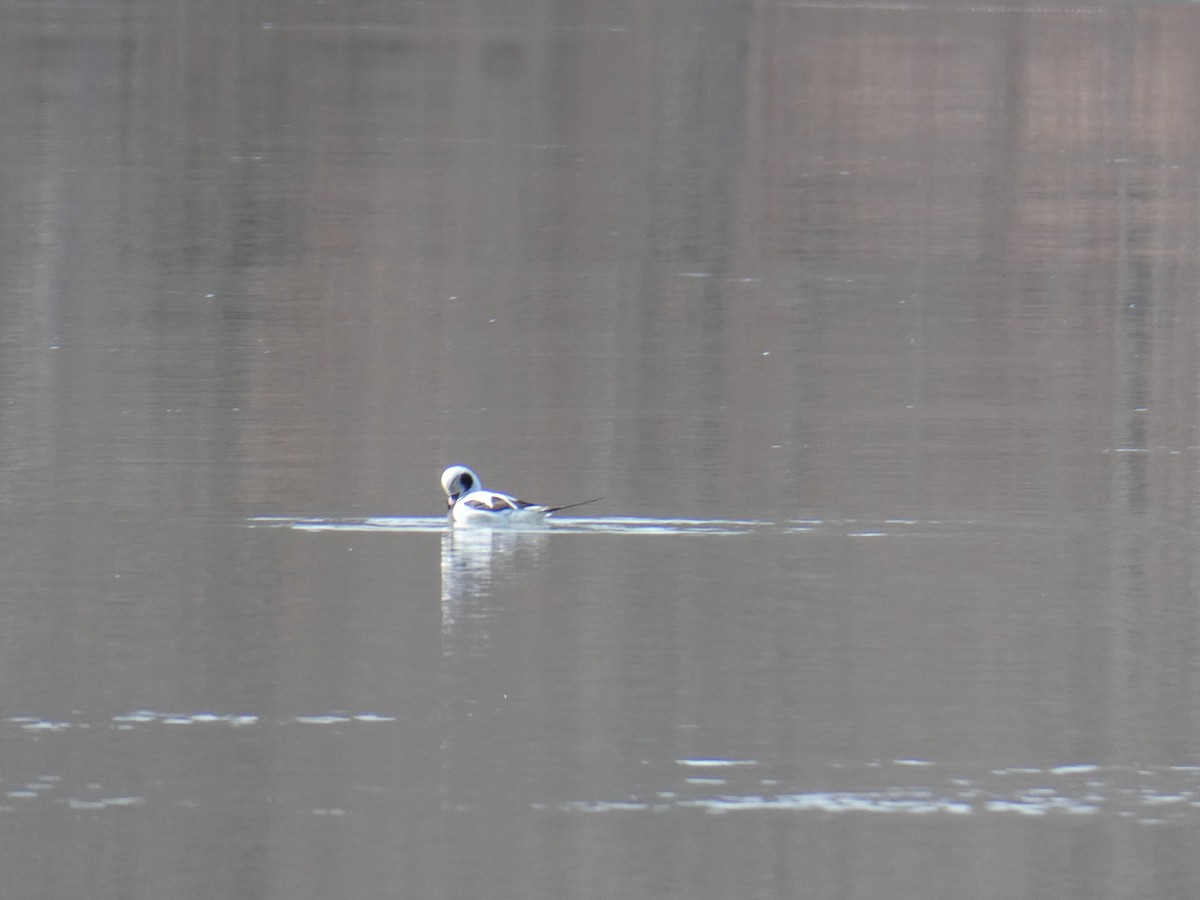 Long-tailed Duck - ML615072495