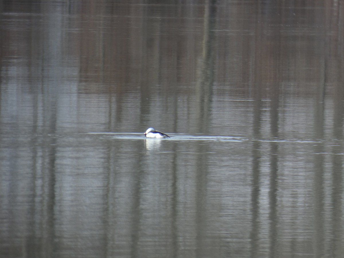 Long-tailed Duck - ML615072496