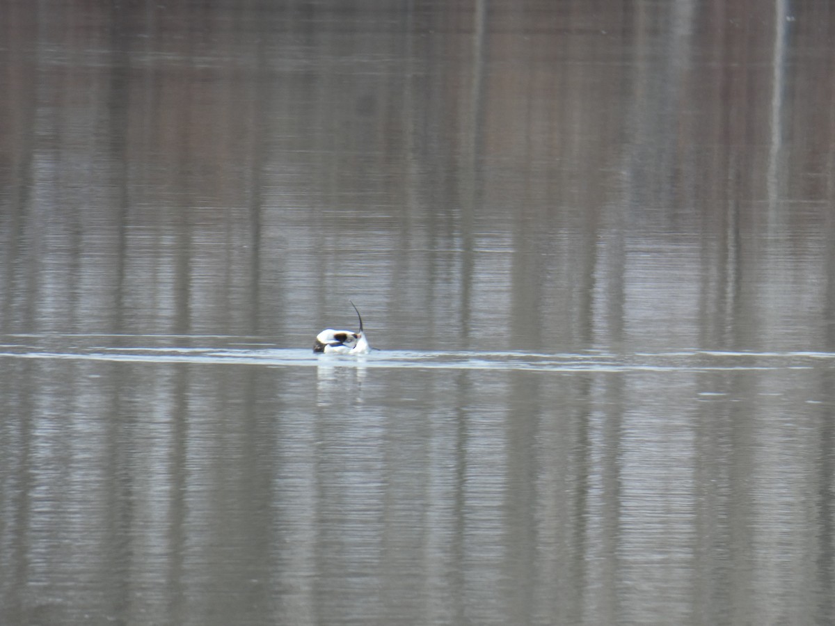 Long-tailed Duck - ML615072497