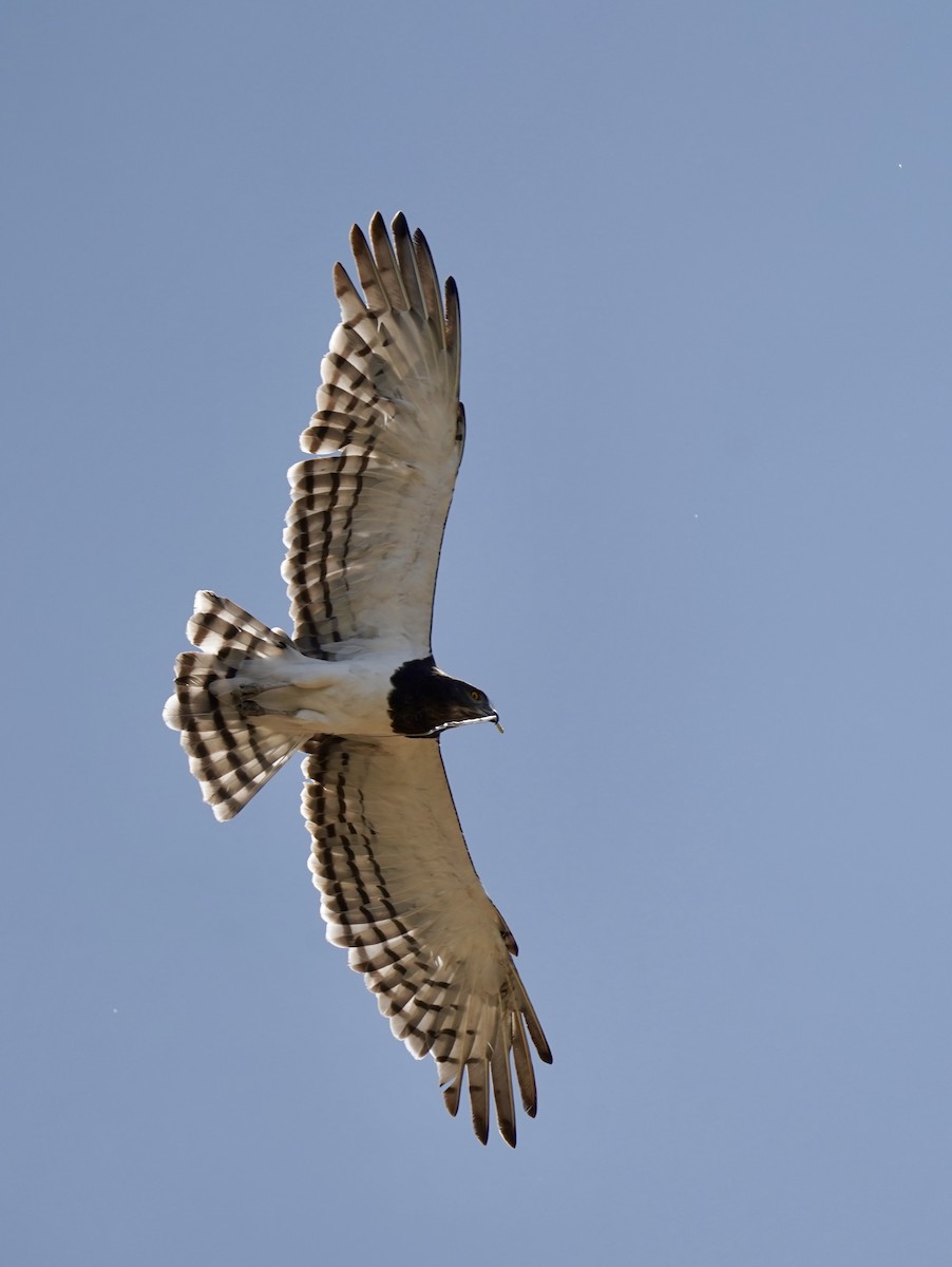 Black-chested Snake-Eagle - ML615072537