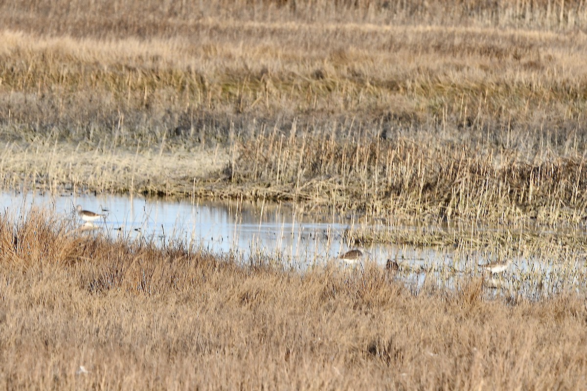 Greater Yellowlegs - ML615072573