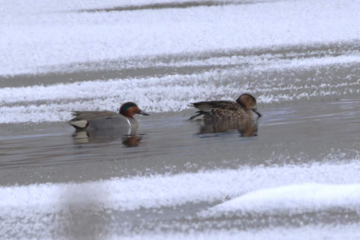 Green-winged Teal (American) - Kathy Major