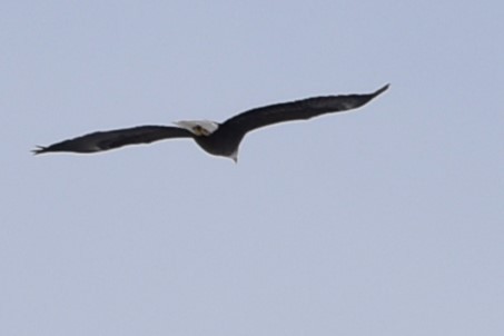 Белоголовый орлан - ML615072621