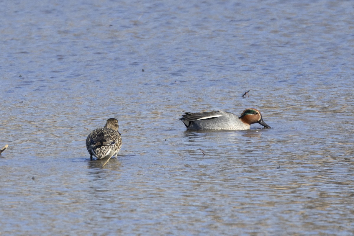 Green-winged Teal (Eurasian) - Matt Denoncour