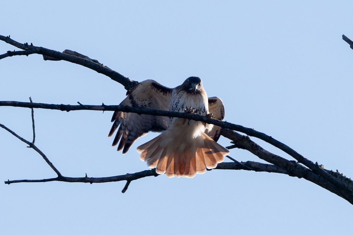 Red-tailed Hawk - ML615072721