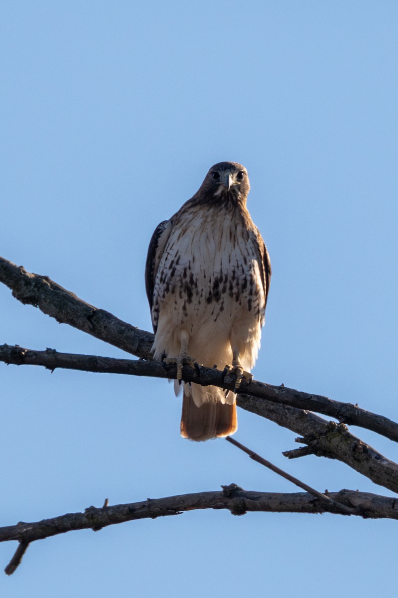 Red-tailed Hawk - ML615072722