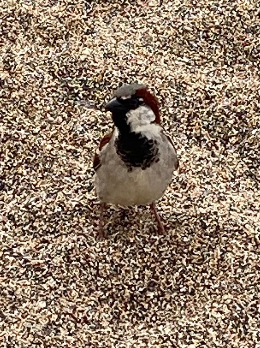 House Sparrow - ML615072742