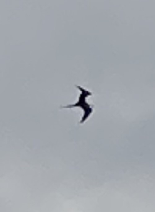 Great Frigatebird - ML615072749