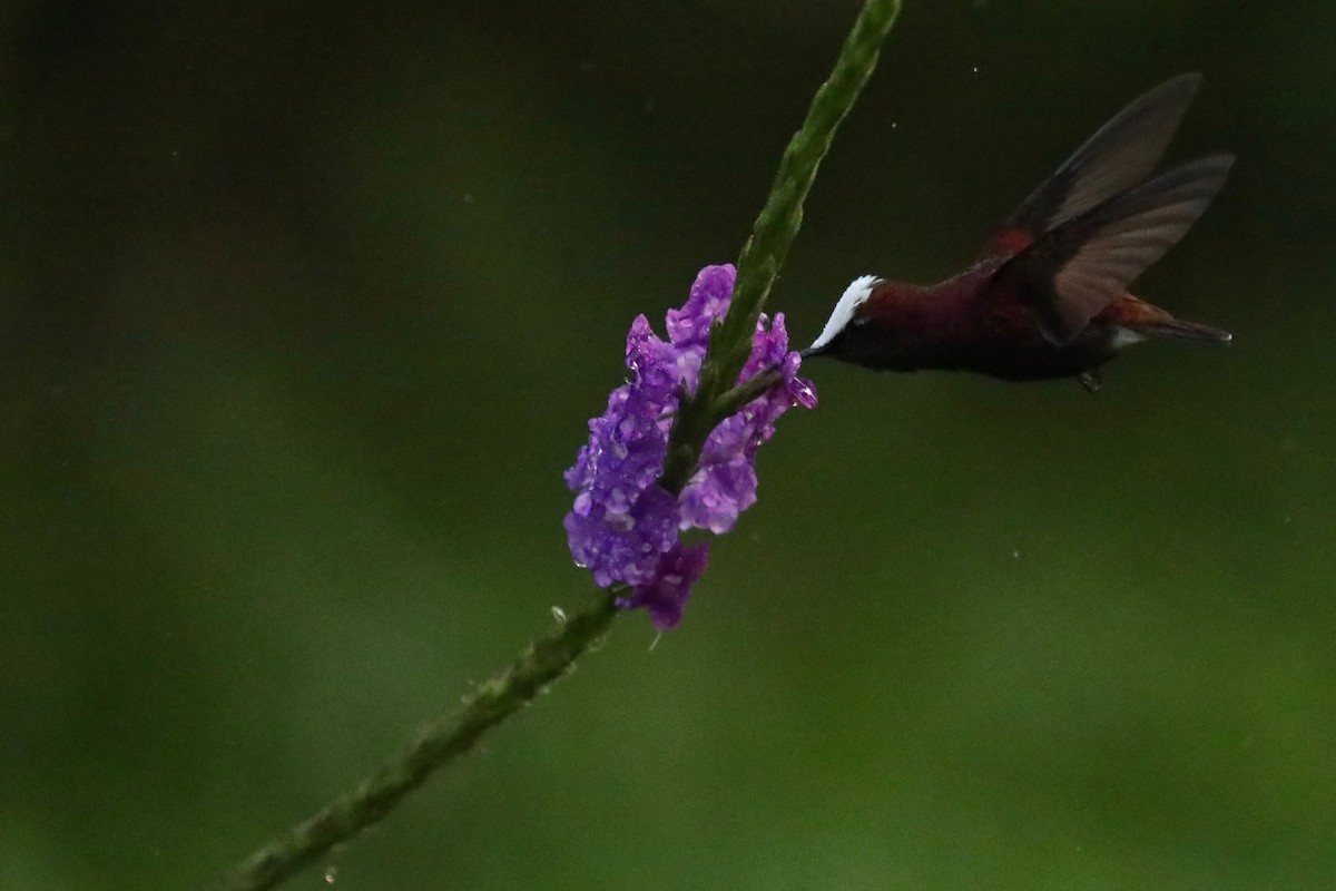 Colibrí Coroniblanco - ML615072779