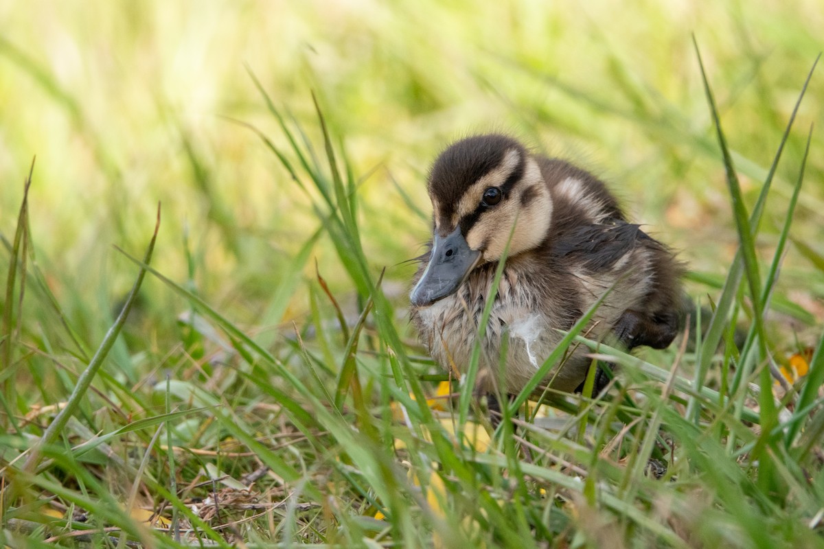 Mallard x Pacific Black Duck (hybrid) - Faye Manning