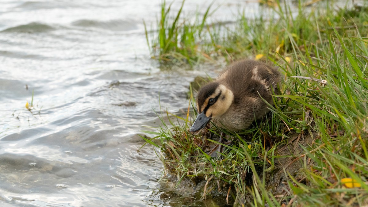 Mallard x Pacific Black Duck (hybrid) - ML615072813