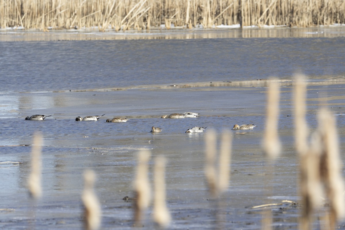 Northern Pintail - ML615072814