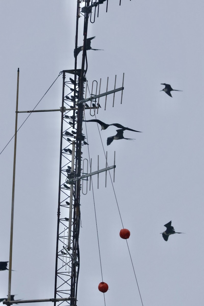 Purple Martin - ML615072820