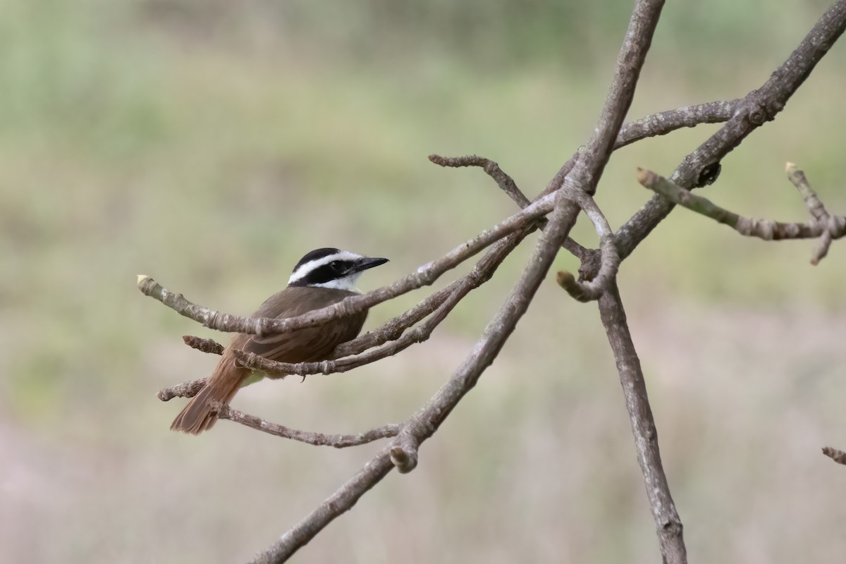 Great Kiskadee - ML615072822